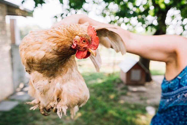 Exploring Sustainable Alternatives for Poultry Nutrition